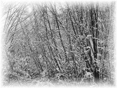 foto degli alberi coperti di neve